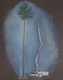 Damn. Tree. Pastel 16 x 20 $320