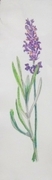 Lavender. Pastel 2.5 x 8