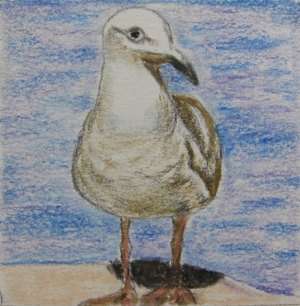 Little Gull $20